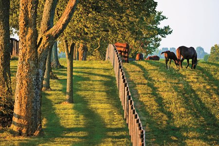 louisville kentucky horse farm tours