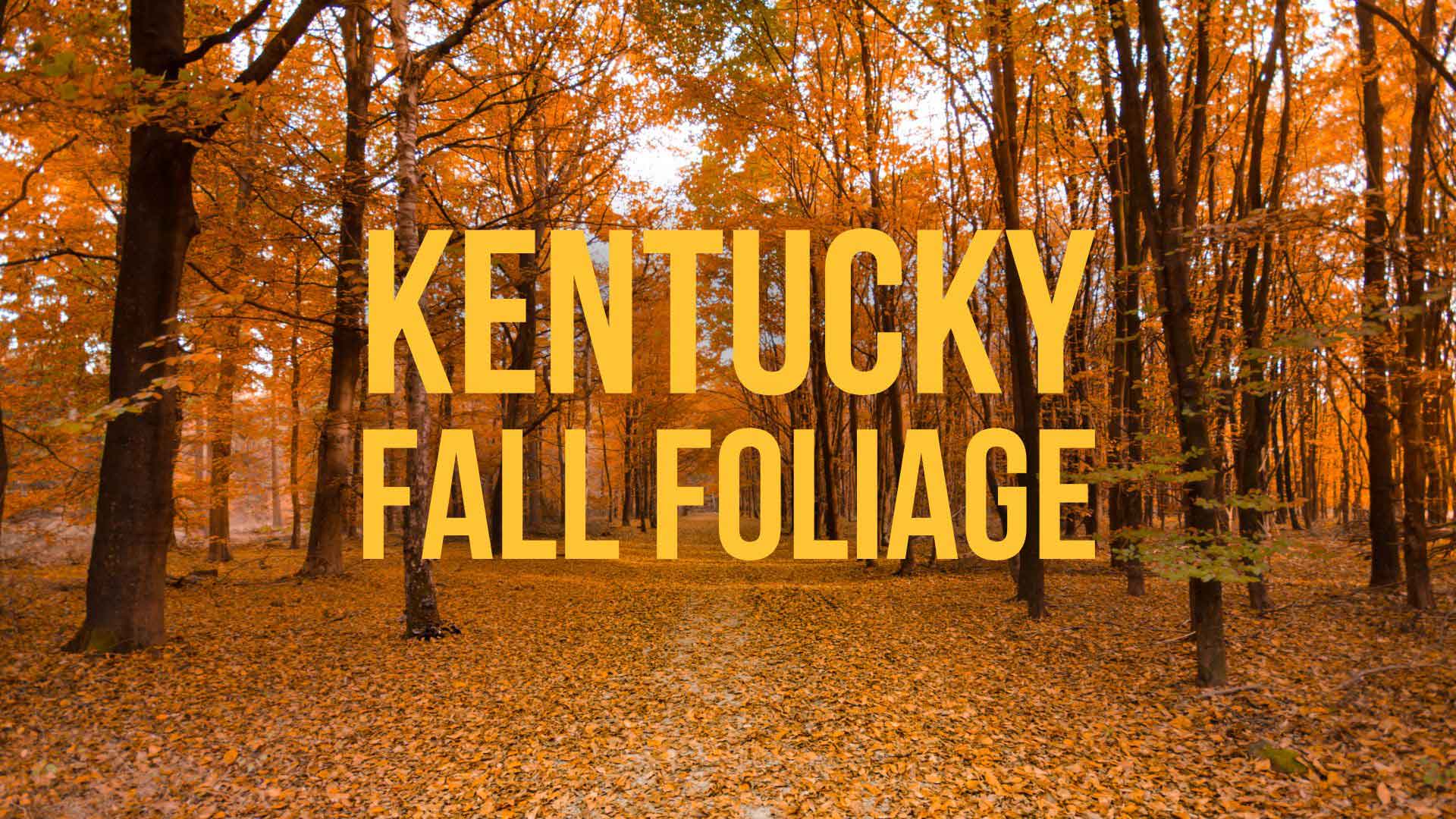 Kentucky Fall Foliage When Do Leaves Change Color Ky Supply Co